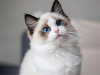 Tại sao mèo Maine Coon rất đẹp, nhưng lại có ít người nuôi?