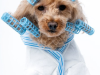 SPA - GROOMING