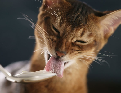 MÈO CÓ ĂN ĐƯỢC SỮA CHUA KHÔNG?